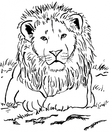 Realistic Lion Coloring Pages - Realistic Animal Coloring Pages - Coloring  Pages For Kids And Adults