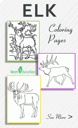 10 Amazing Elk Coloring Pages For Your Toddler