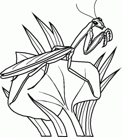 Of Insects - Coloring Pages for Kids and for Adults