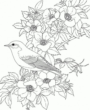 Coloring Pages For Adults Birds - Free coloring pages