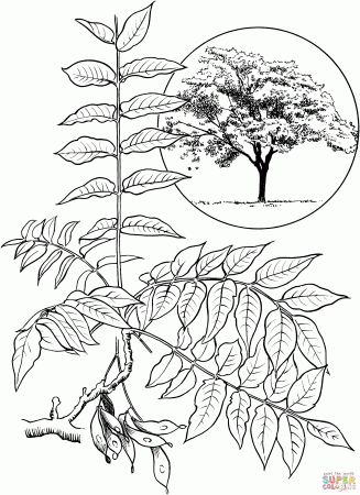 Tree of Heaven Branchlet coloring page | Free Printable Coloring Pages