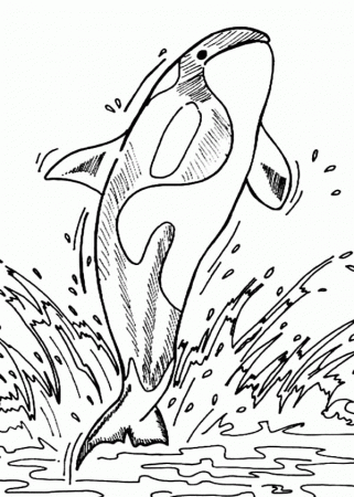 Killer Whale Hunting Pinguin Coloring Page: Killer Whale Hunting ...