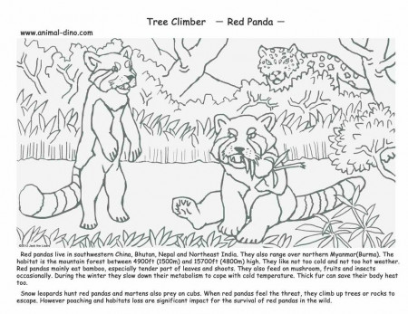 Red Panda Coloring Page - Coloring Page