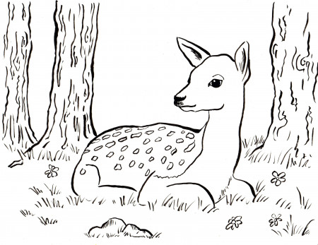 Free Printable Coloring Pages for Kids and Adults: Printable Deer Coloring  Pages For Adults