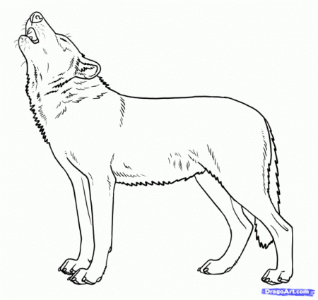 Wolf Howling Outline | Wolf howling, Drawings, Horse coloring pages