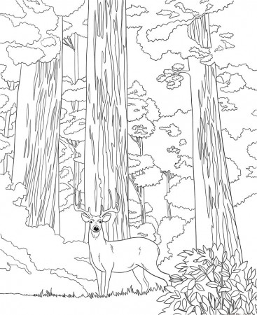Sequoia National Park Coloring Page - Free Printable Coloring Pages for Kids