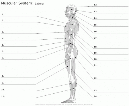 Muscular System Diagram Worksheet Answers - The Largest and Most ...