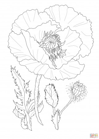 Best Coloring : Pages Beautiful Poppy Flower Page Free ...