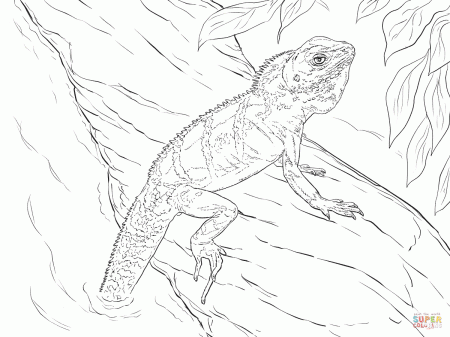 Realistic Chinese Water Dragon coloring page | Free Printable Coloring Pages