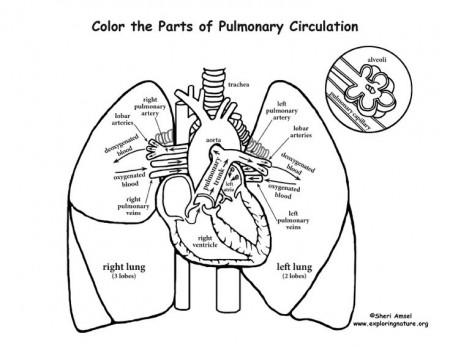 Pulmonary Circulation Coloring Page | Anatomy coloring book, Heart and lungs,  Human body systems