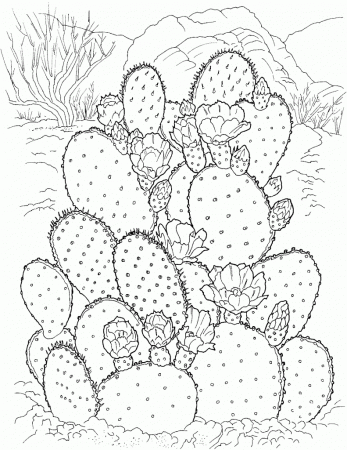 Beautiful Cactus Coloring Page - Free Printable Coloring Pages for Kids