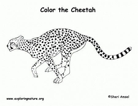 Printable Coloring Cheetah Animals - Colorine.net | #9807