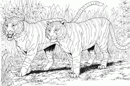 Free Tiger Coloring Pages