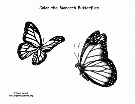 monarch butterfly coloring page - High Quality Coloring Pages