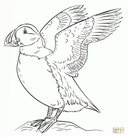 Puffins coloring pages | Free Coloring Pages