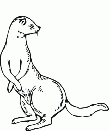 Ferret Coloring Page