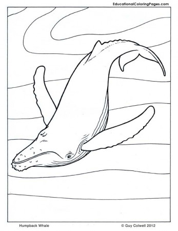 Humpback-Whale - Educational Fun Kids Coloring Pages and Preschool Skills  Worksheets