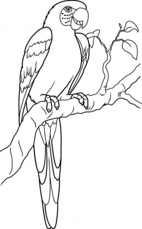 macaw parrot coloring page - Clip Art Library