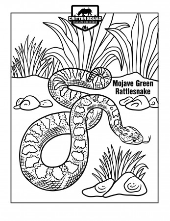 Mojave Green Rattlesnake Coloring Page - C.S.W.D