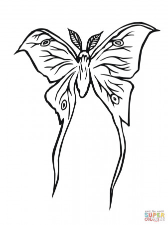 Luna Moth coloring page | Free Printable Coloring Pages