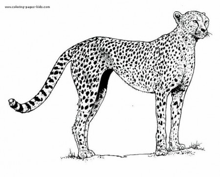 Cheetah color page | Safari Birthday Party | Pinterest | Coloring ...