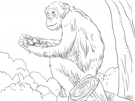 Apes coloring pages | Free Coloring Pages