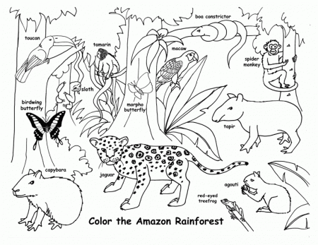 Manual Rainforest Animals Coloring Pages - eColoring