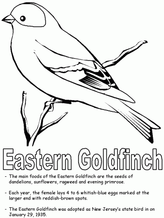 Eastern Goldfinch coloring page