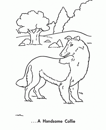 Pet Dog Coloring Pages | A beautiful pet collie Coloring Pages and 