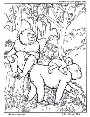 Barbary Macaques, monkey coloring pages for kids | coloring pages
