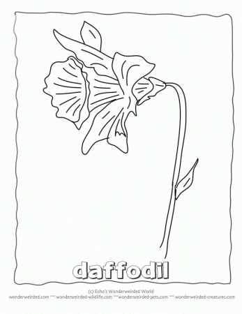 Flower Coloring Sheets daffodils,Free Printable Flower Coloring 