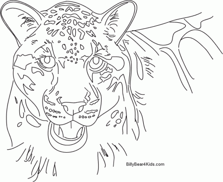 Leopard cub Colouring Pages