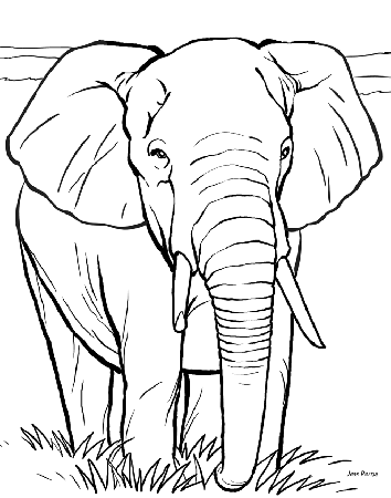 Elephant coloring book illustration | 3