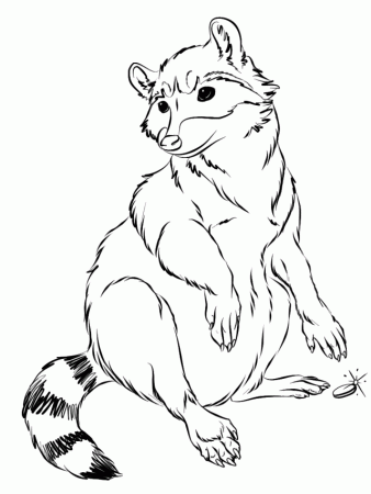 Amazing Raccoon coloring pages | Coloring Pages