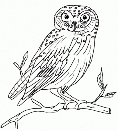 Owl Coloring Pages For Adults - Kids Colouring Pages