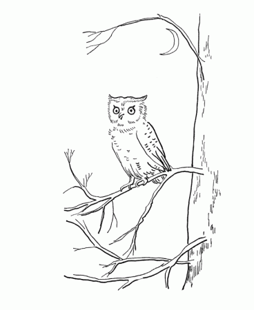 Bluebonkers : Summer Fun - Owl in the forest - Summer Coloring Sheets