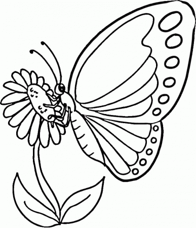 Free Monarch Butterfly Coloring Pages