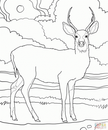 easy deer Colouring Pages