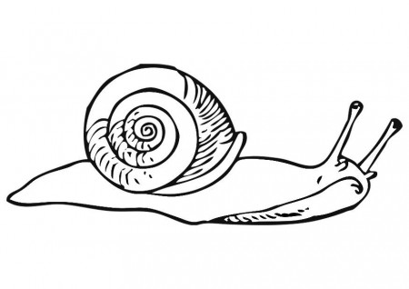 Coloring page snail - img 19180.
