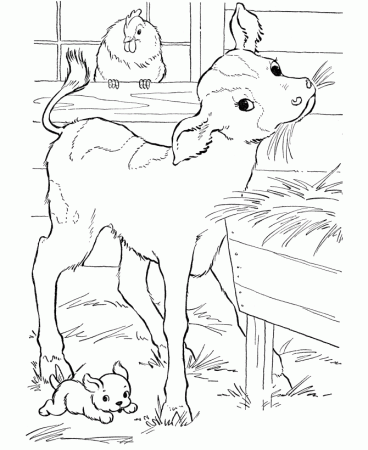 cow coloring pages printable calf in the barn eating hay 