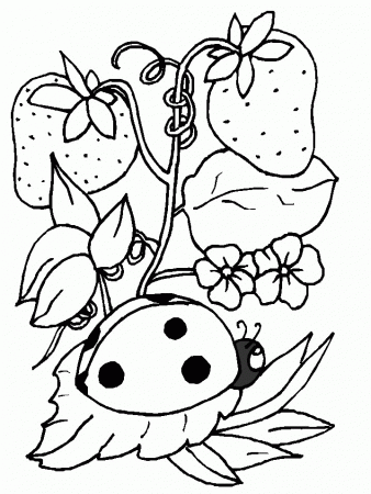 Five Insect Downloadable Printable Coloring Pages by naturepoet