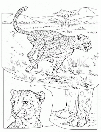 Coloring Page - Cheetah coloring pages 8