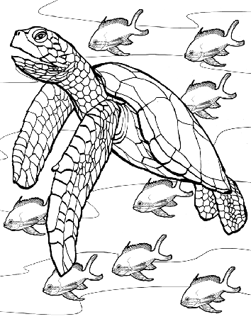 Black And White Drawing Of A Sea Turtle To Print, Free