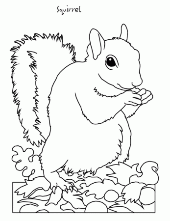 Squirrel Coloring Page : Printable Coloring Book Sheet Online for 