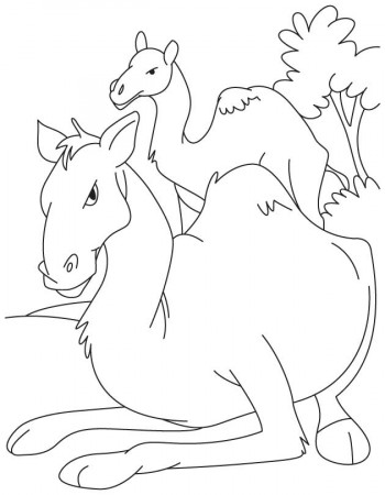 Camel and baby camel coloring pages, Kids Coloring pages, Free 
