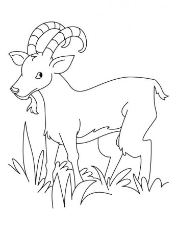 Grass eater ibex coloring pages | Download Free Grass eater ibex 