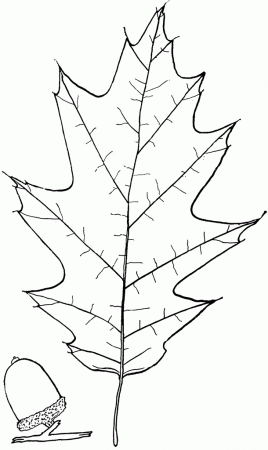 Genus Quercus, L. (Oak) | ClipArt ETC