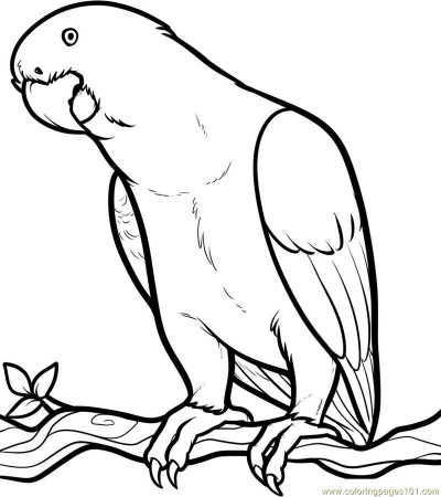parrots and birds Colouring Pages