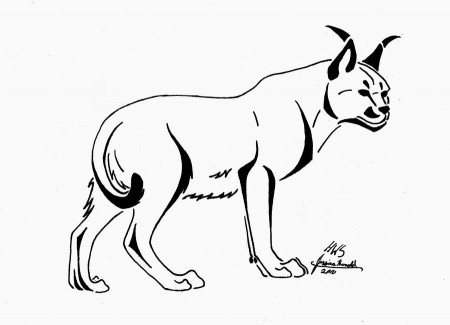 coloring pages caracal : Printable Coloring Sheet ~ Anbu Coloring 