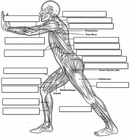 Muscular system human side coloring page